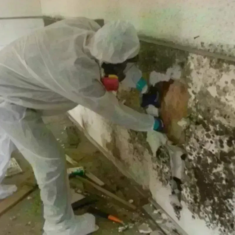 Mold Remediation and Removal in Four Corners, OR